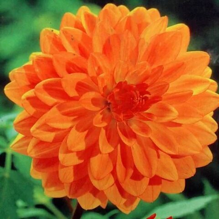 Георгин Грейслэнд (1 шт) Волжский Сад