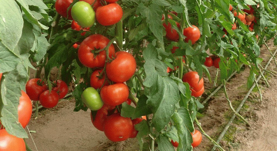 МАРТЭЗ F1 семена томата Seminis цена – фото 6