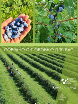 Томленые ягоды жимолости, 280 г