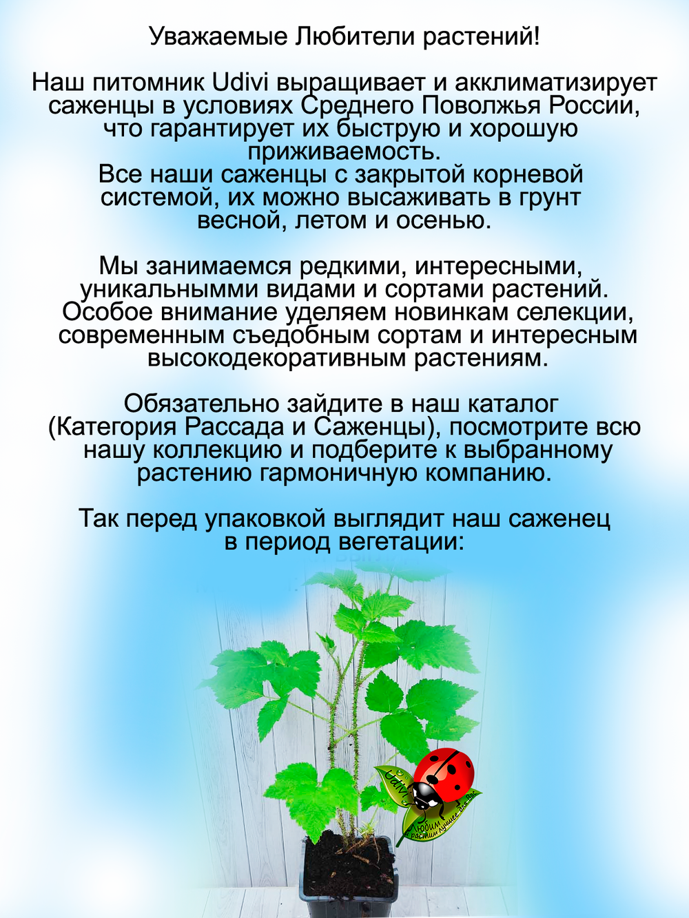 Малина Делнива ремонтантная раннеспелая
