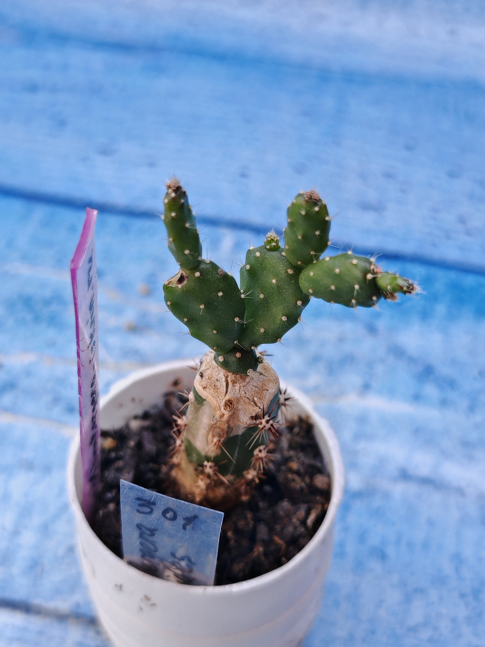Schlumbergera opuntioides (Шлюмбергера)