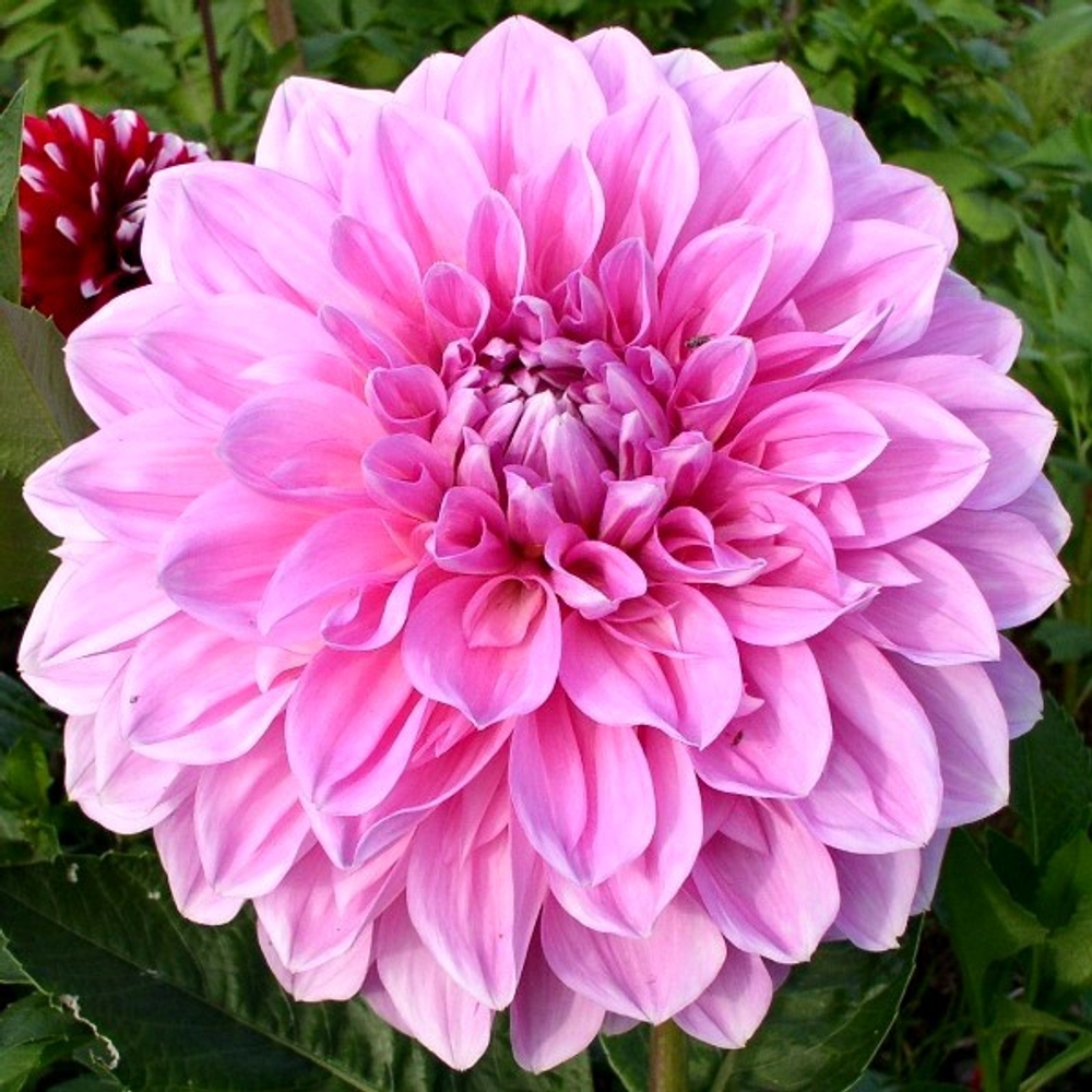 Георгина Лавендер Перфекшн декоративная