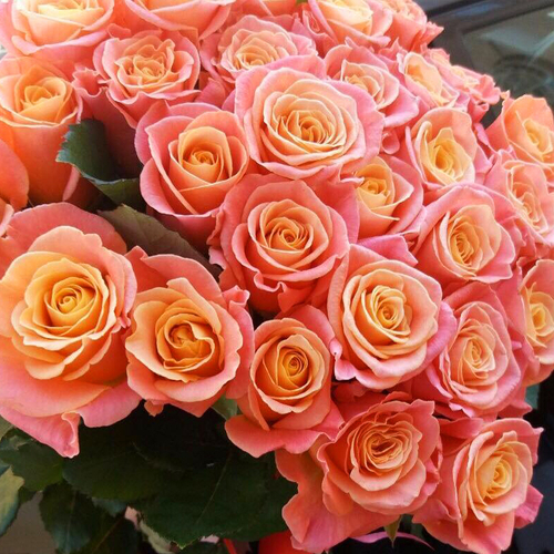 Купить Розы персиковые  Miss Piggy от 9шт