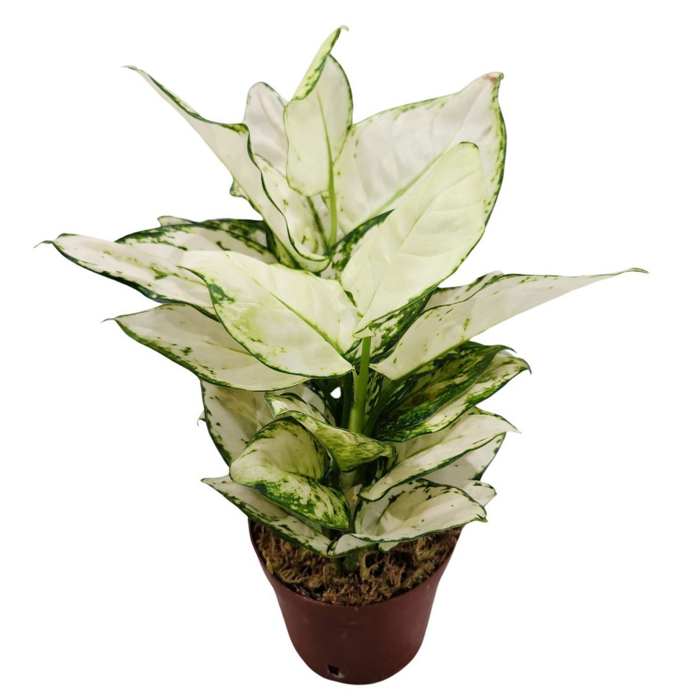 Аглаонема Супер Вайт