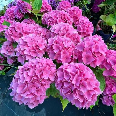 Гортензия крупнолистовая ФОРЕВЭ ЭНД ЭВА ПИНК (Hydrangea macrophylla 