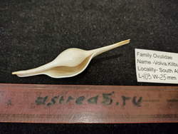 Волва Килбурна