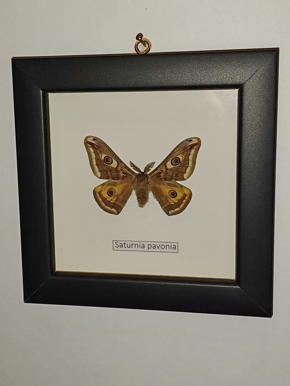 Сатурния Павония в рамке