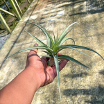 Тилландсия flexuosa