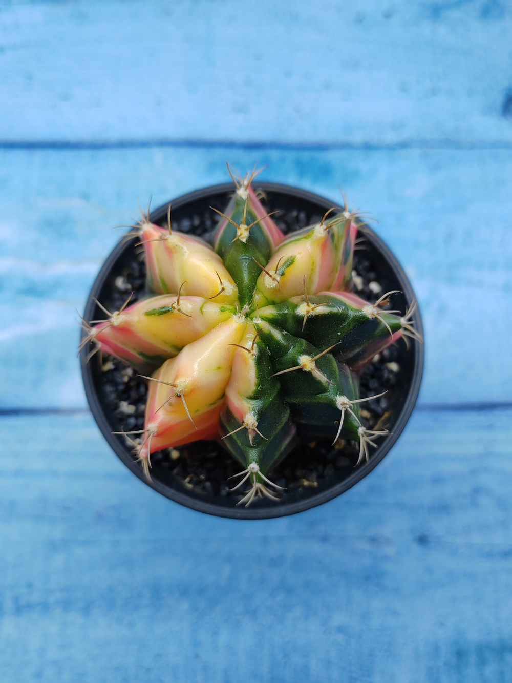 Gymnocalycium Variegata (Гимнокалициум Вариегатный)