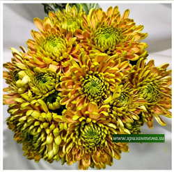 Хризантема крупноцветковая Rossano Elizabeth /О.101 /поставка весна 2026г/