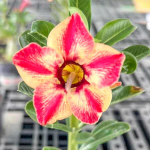 Адениум JAEM SAI