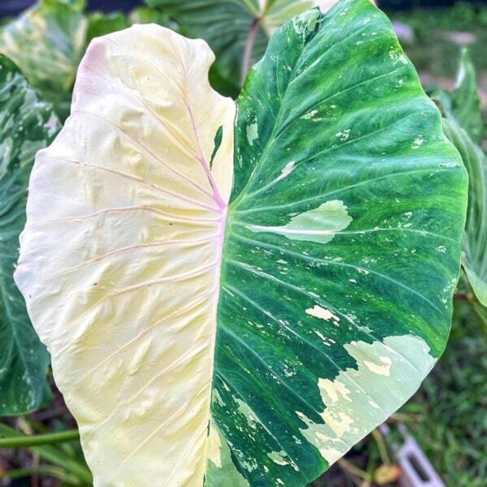 Колоказия BURAPHA SAPPHIRE