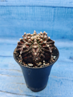 Gymnocalycium T-Rex Pink hybrid (Гимнокалициум T-rex)