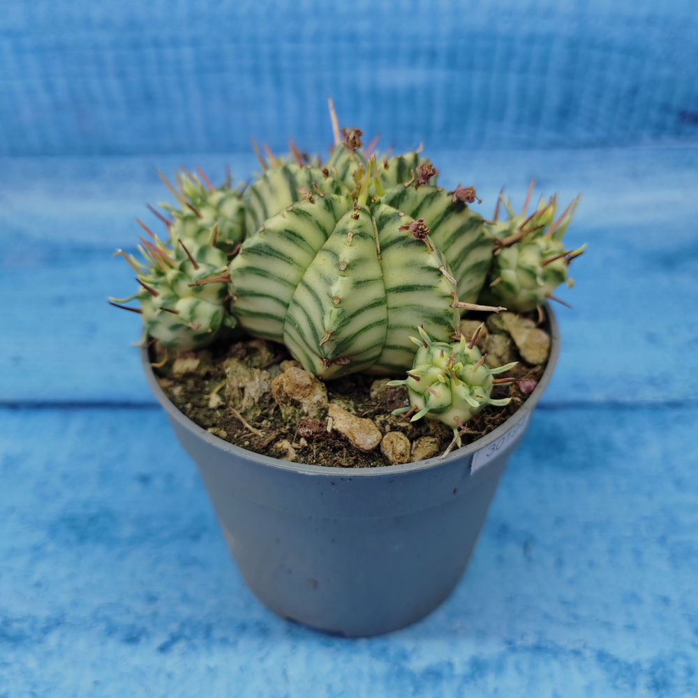 Euphorbia meloformis f. Variegated (Эуфорбия вариегатная)