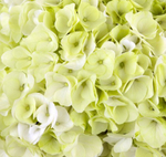 Hi Hailstone (Хай Хэйлстоун) Р12 Европа 2026