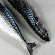 Скумбрия, с/м, 550+