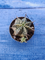 Euphorbia meloformis f. Variegated (Эуфорбия вариегатная)