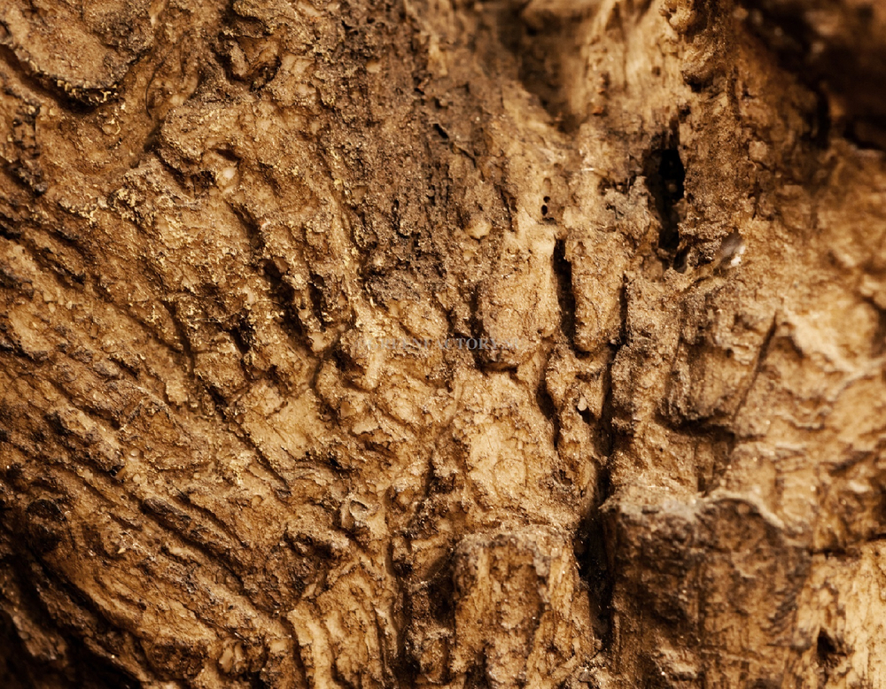 Олива Олден на толстом стволе