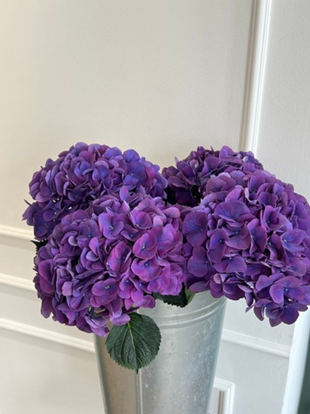 Гортензия в фиолетовом оттенке
