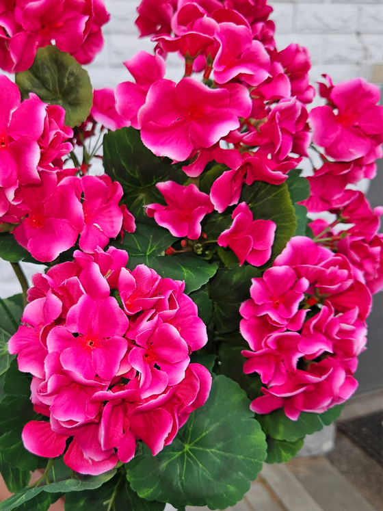 Искусственные цветы Герань вишневая густая 40см в белом кашпо