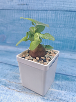 Dioscorea Elephantipes (Диоскорея)