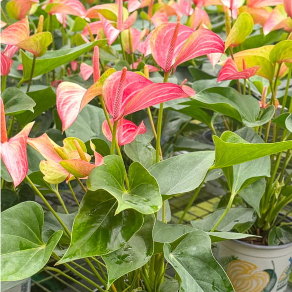 Антуриум Андре LIVIUM RED