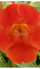 Мимулюс гибридный MAXIMUS RED SHADES