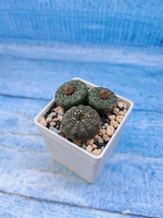 Frailea Castanea (Фрайлея)