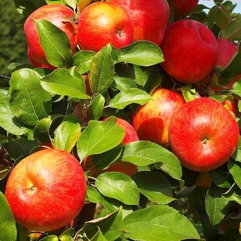 Яблоня Хани Крисп