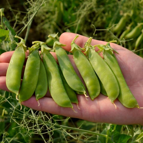 Горох Немецкий Деревенский - Zuckererbse