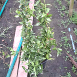 Дисхидия PECTENOIDES VIDALII BECC