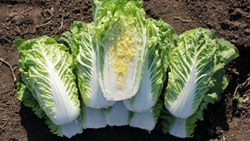 Капуста пекинская Капелла F1 10шт Мировые Семена VITA GREEN