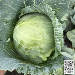 Ботран F1 семена капусты белокочанной (Bejo / Бейо)