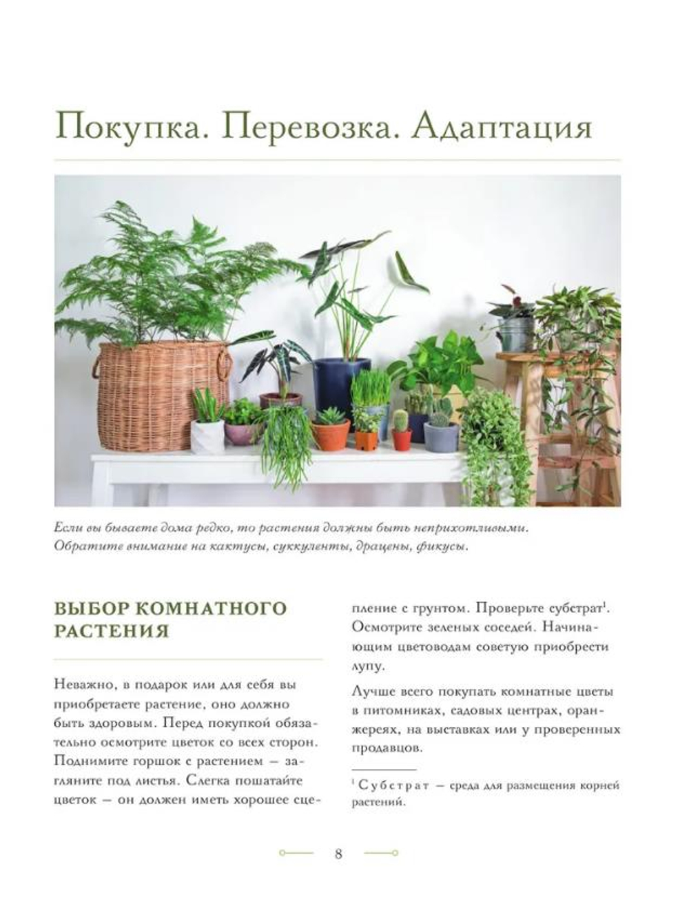 Цветок в горшке. Как посадить комнатные растения и не сесть в лужу