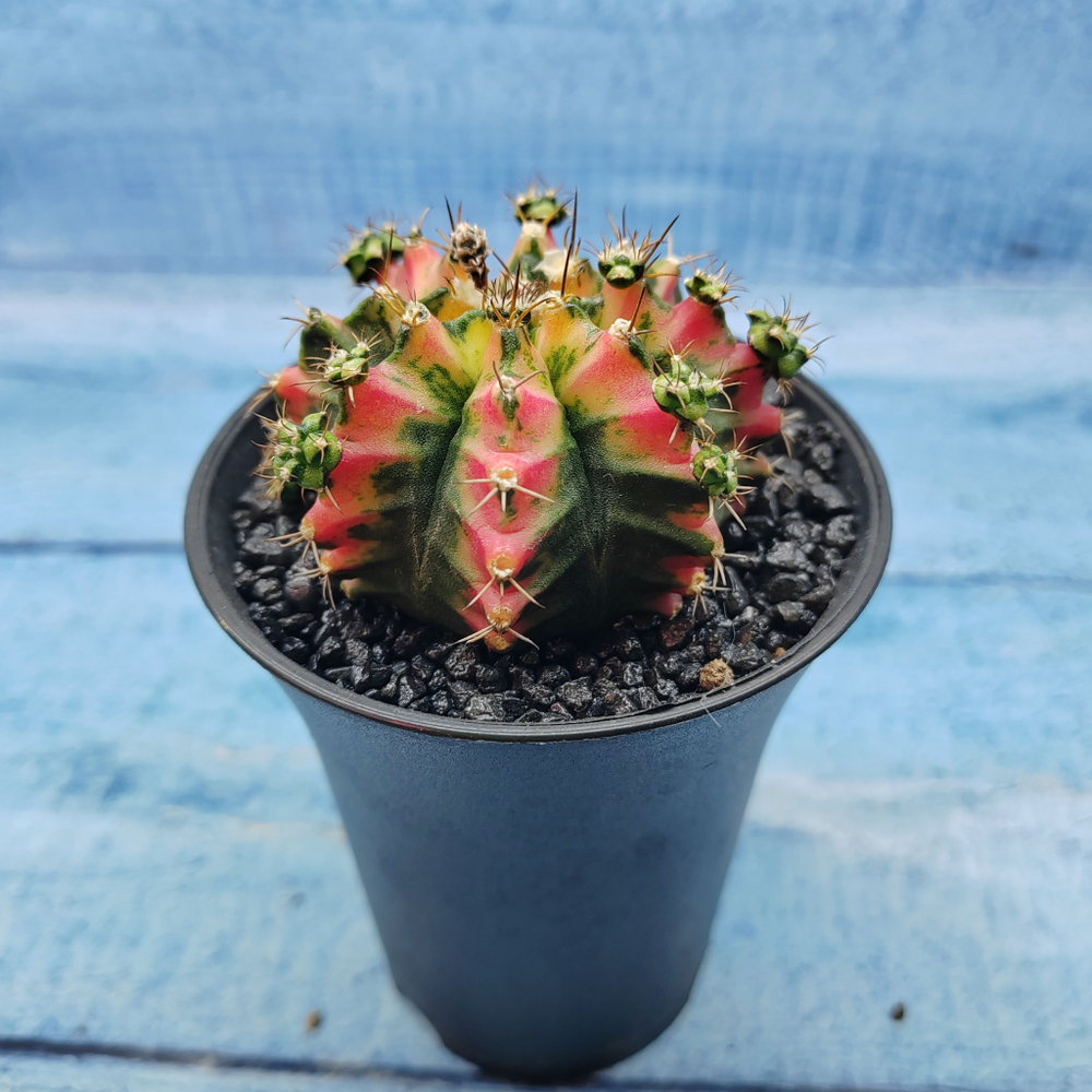 Gymnocalycium Variegata (Гимнокалициум Вариегатный)