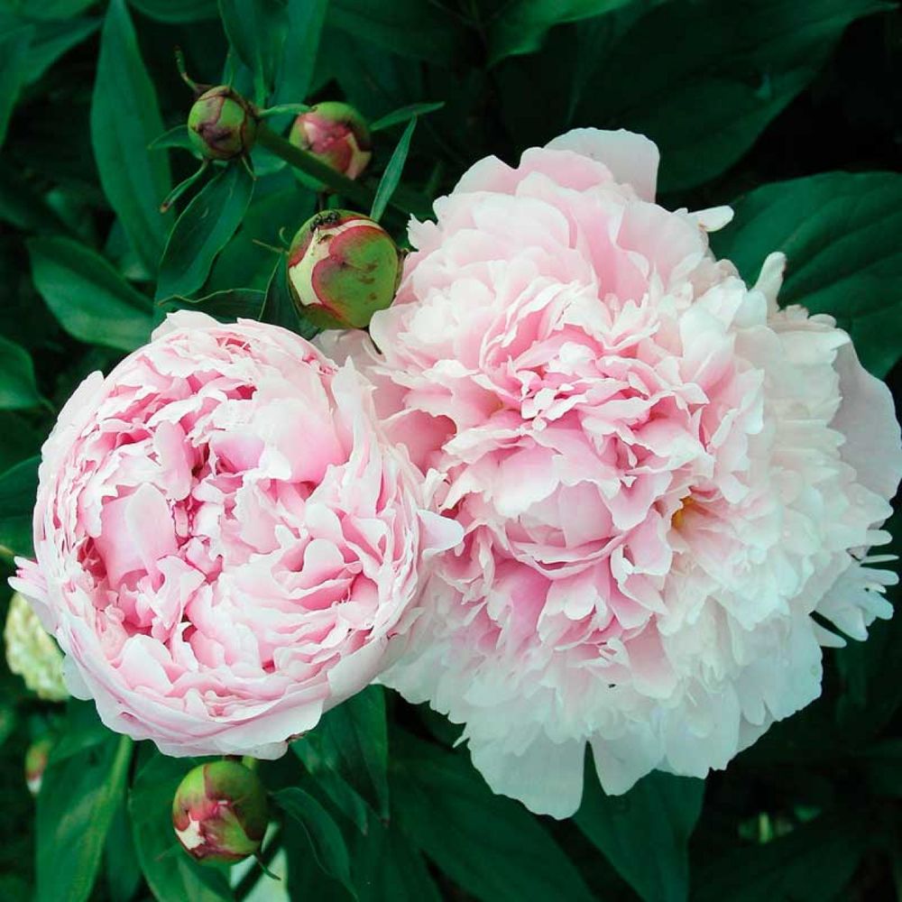 Пион Ширли темпл 3-5 почек Закупка М81 октябрь 2026