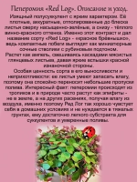 Пеперомия Ред Лог двухцветная