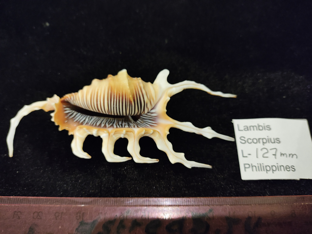 Лямбис Скорпиус "100-160мм"