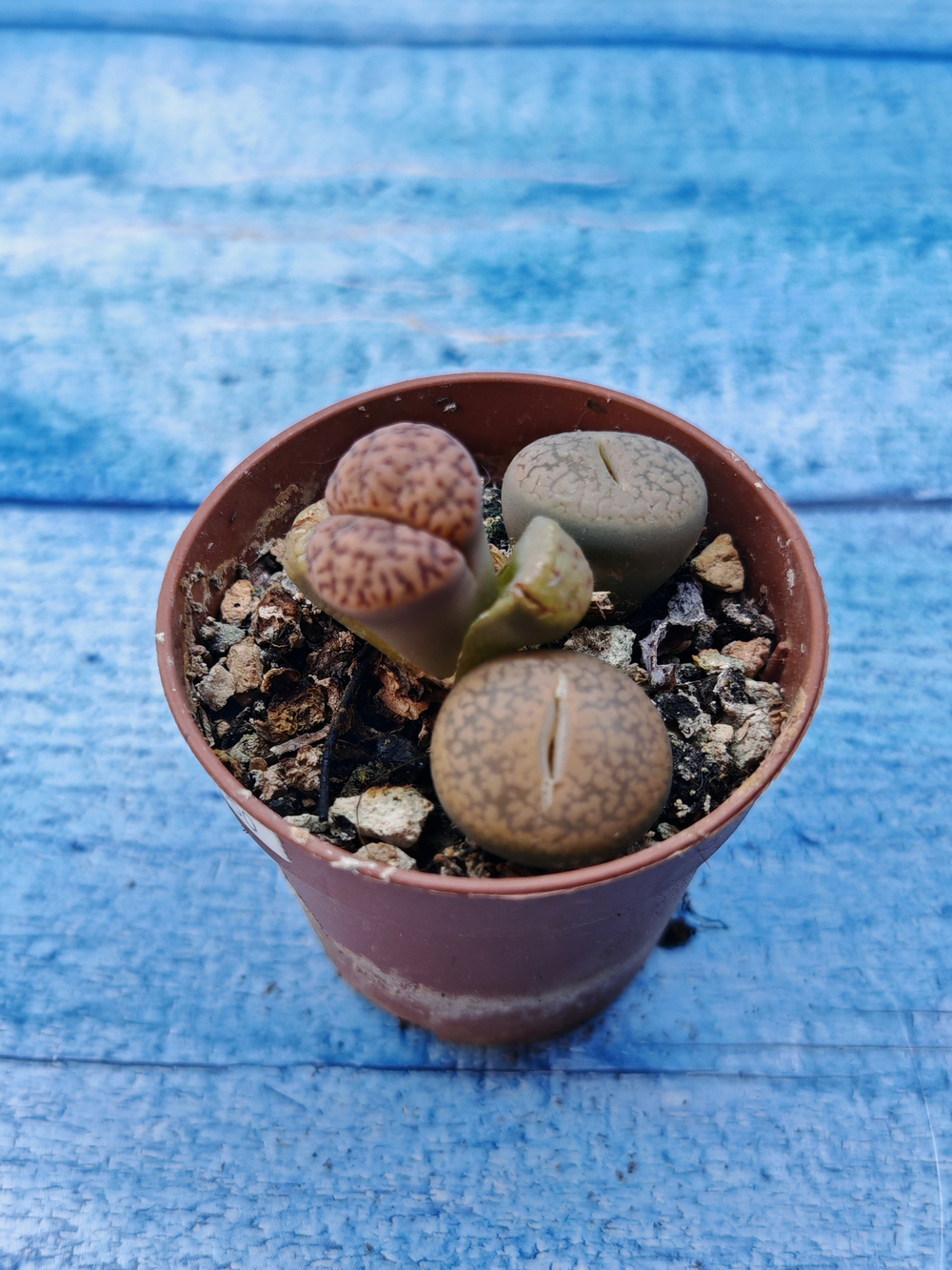 Lithops sp. (Литопсы)