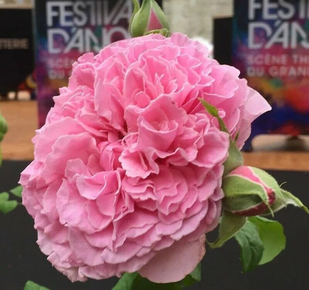 Николя Бриансон (Nicolas Briançon)