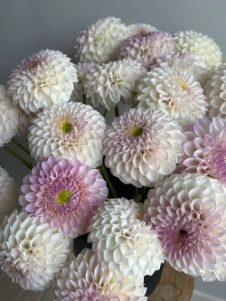 Георгин Pink Pearl (корень) Закупка М55 апрель 2026