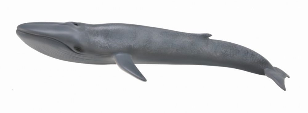 Голубой кит, XL
