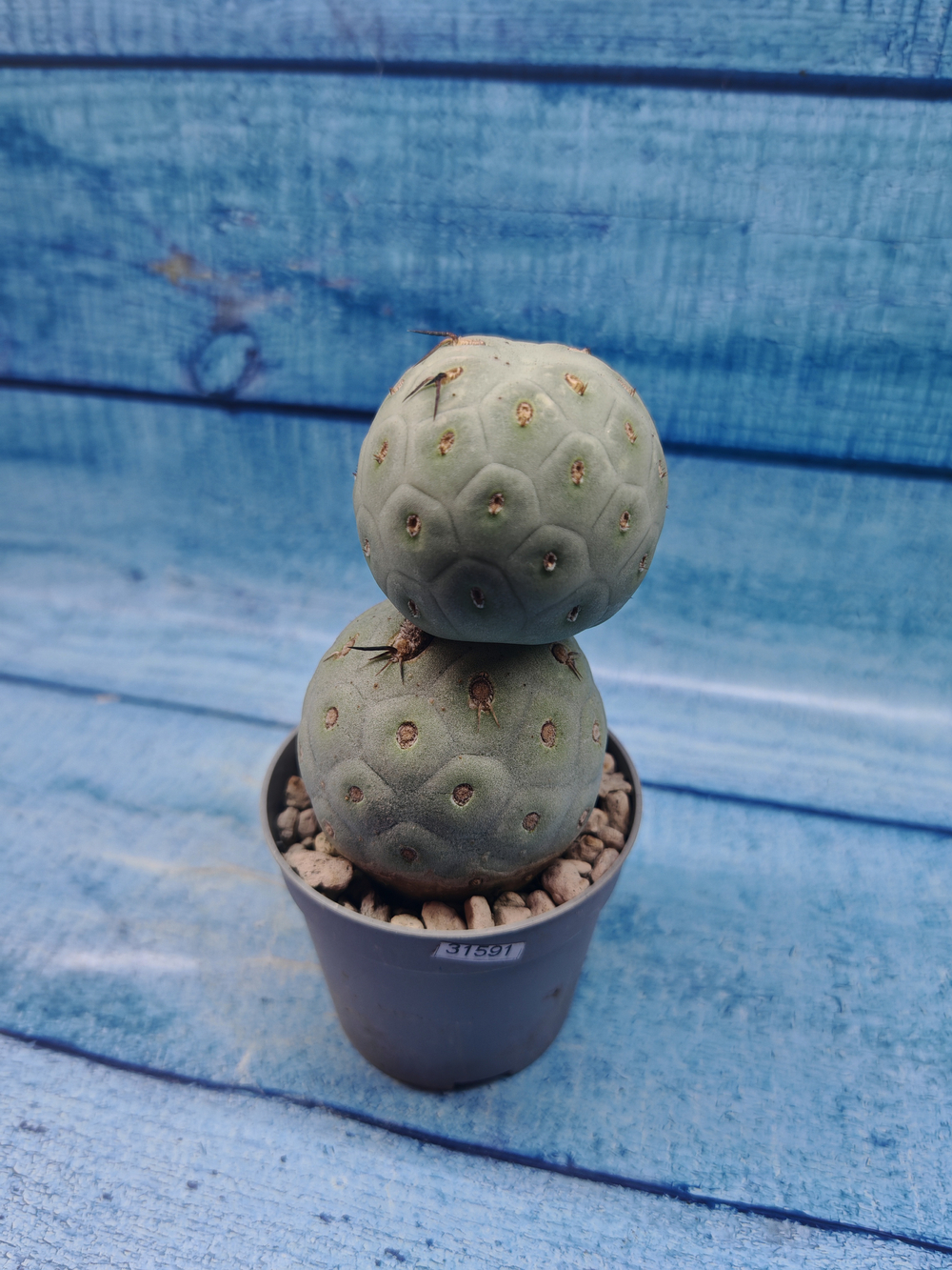 Tephrocactus Geometricus (Тефрокактус)