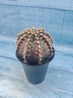 Gymnocalycium T-Rex Pink hybrid (Гимнокалициум T-rex)