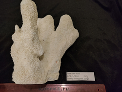 Коралл белый "Олений Рог " 150- 285мм