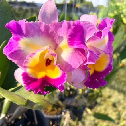 Орхидея ринхолелиокаттлея RLC. SIAM PALETTE