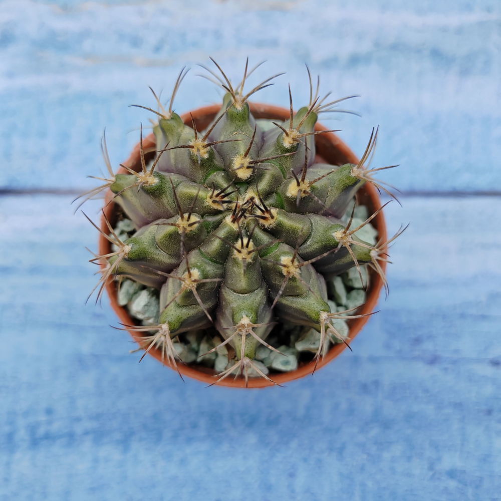 Gymnocalycium Friedrichii (Гимнокалициум)