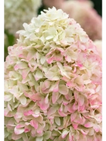 Гортензия метельчатая Канди Лав