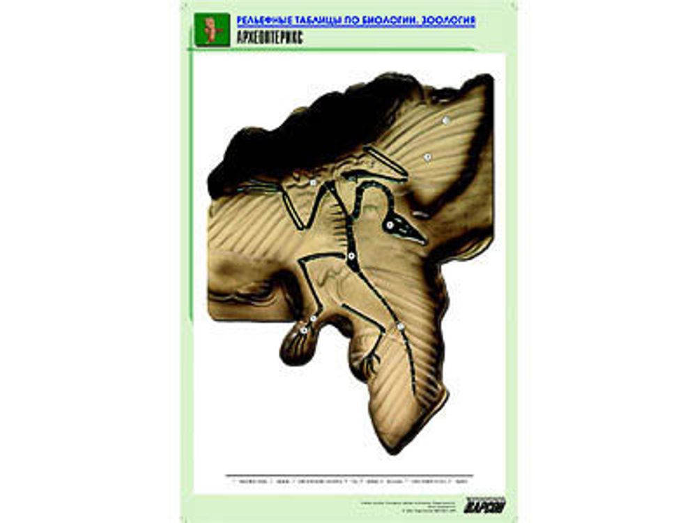 Рельефная таблица &amp;#34;Археоптерикс&amp;#34; (формат А1, матовое ламинир.)