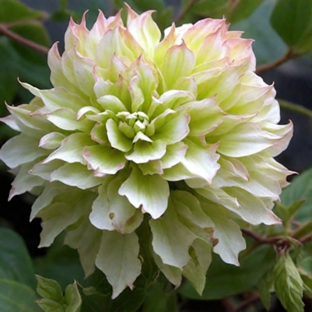 Клематис Midori(«Мидори») Стандарт поставки Р9